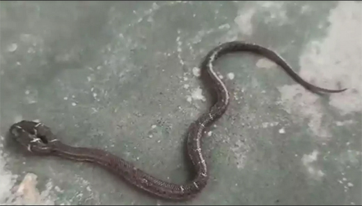 two-headed snake